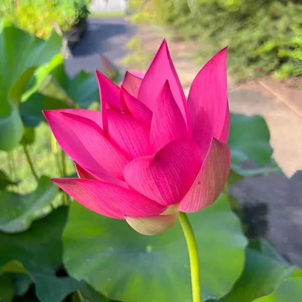 Lotus_Tuber_Live_Plant