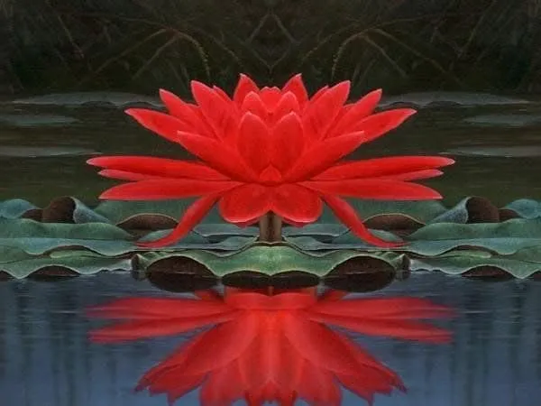 Lotus_Tuber_Live_Plant