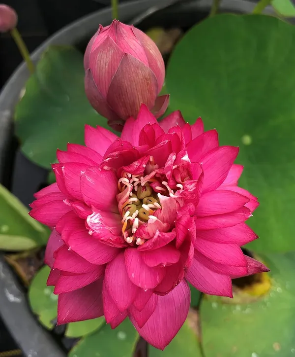 Lotus_Tuber_Live_Plant