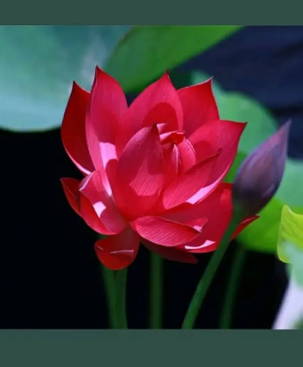 Lotus_Tuber_Live_Plant