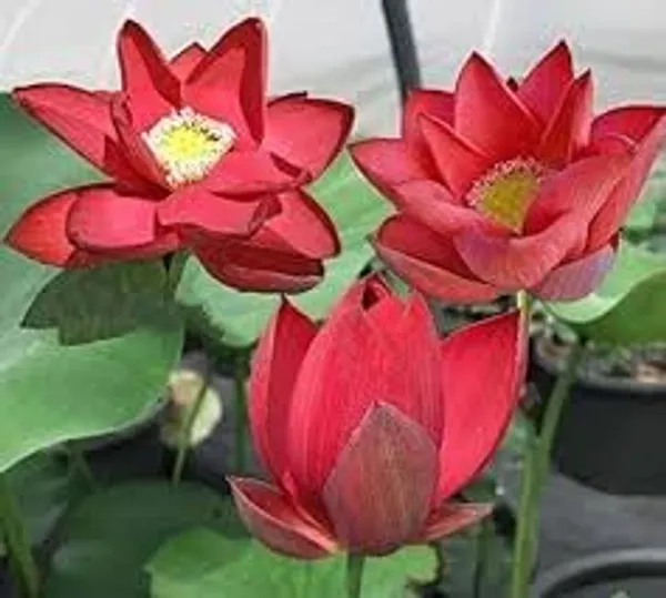 Chinese_Lotus_Tuber
