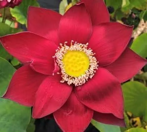 Chinese_Lotus_Tuber