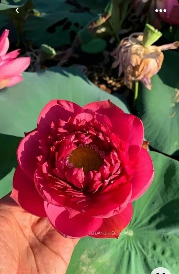 Chinese_Lotus_Tuber