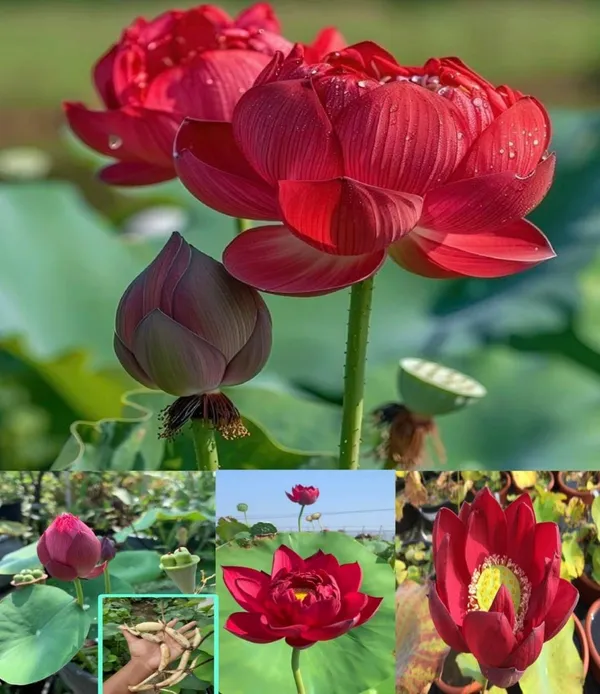 Chinese_Lotus_Tuber