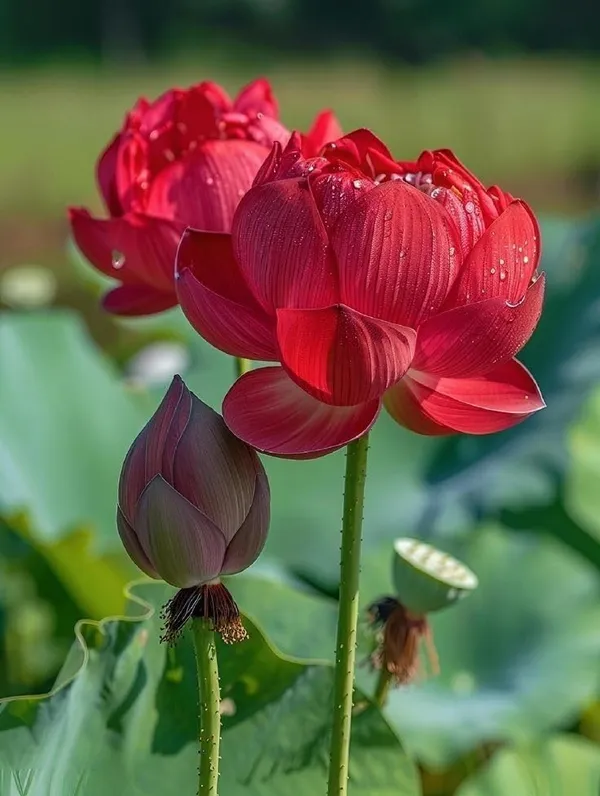 Chinese_Lotus_Tuber
