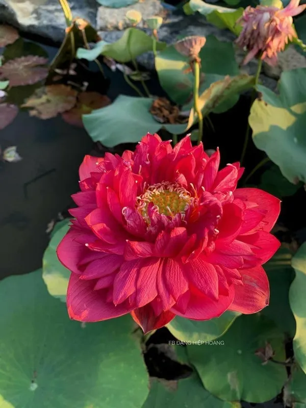 Lotus_Tuber_End_Of_Turn_Token