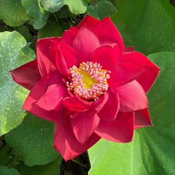 Lotus_Tuber_End_Of_Turn_Token
