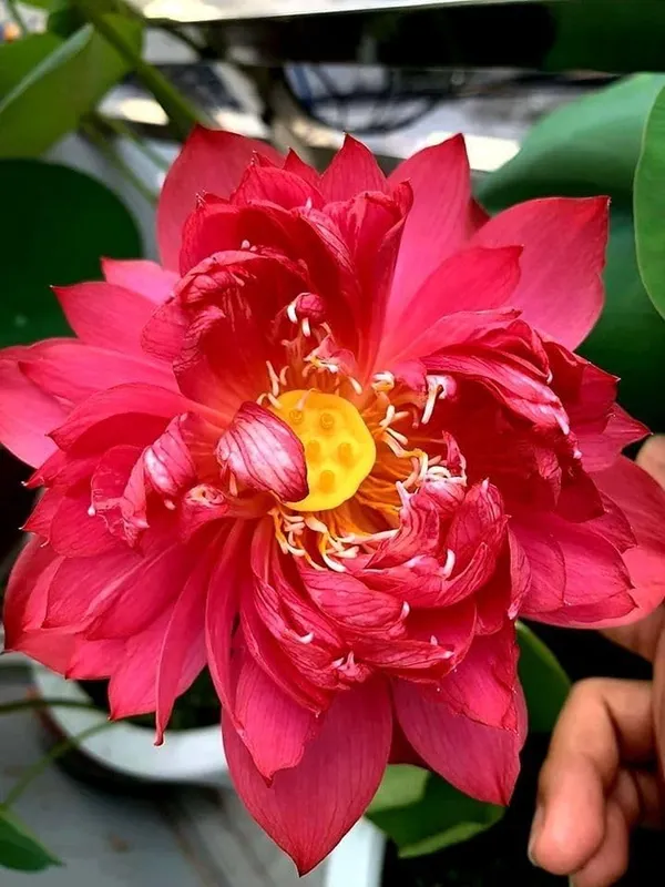 Lotus_Tuber_End_Of_Turn_Token