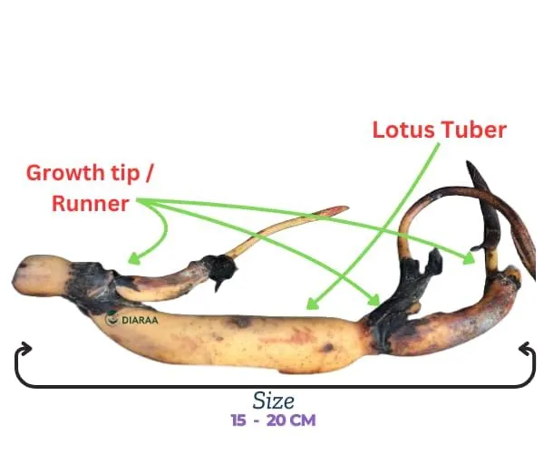 Lotus_Tuber_End_Of_Turn_Token