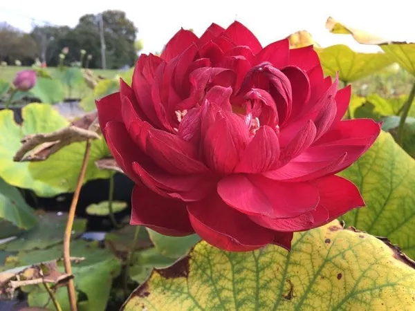 Lotus_Tuber_End_Of_Turn_Token
