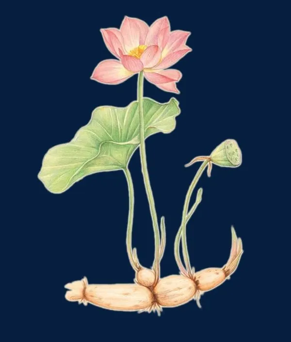 Lotus_Tuber_End_Of_Turn_Token