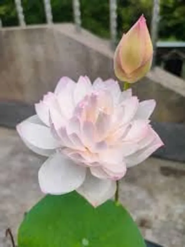 Lotus_Tuber_Plant_For_Water_Garden