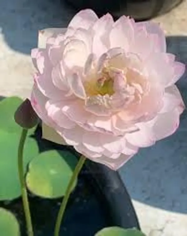 Lotus_Tuber_Plant_For_Water_Garden