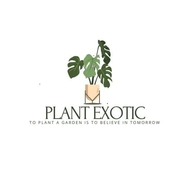 Lotus_Tuber_Plant_For_Water_Garden