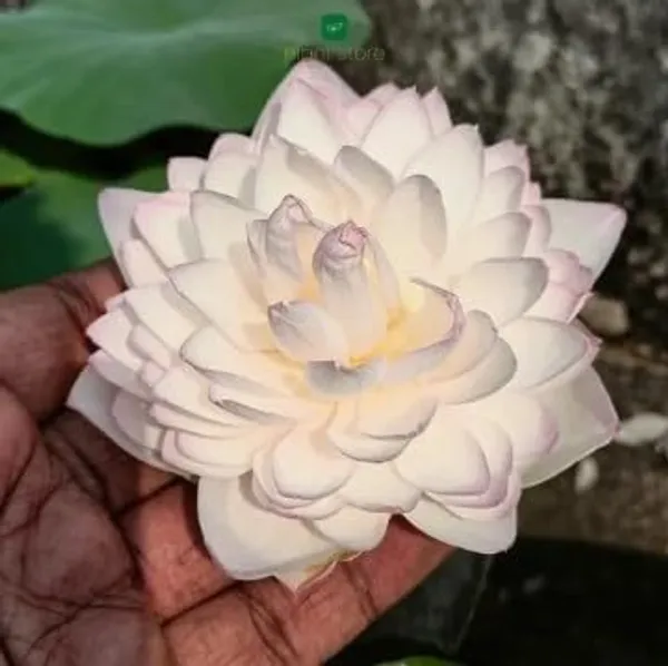 Lotus_Tuber_Plant_For_Water_Garden