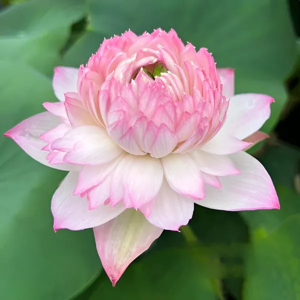 Lotus_Tuber_Plant_For_Water_Garden