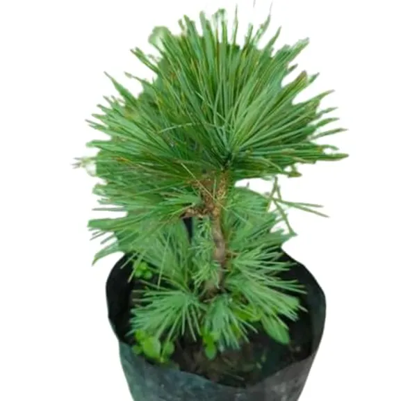 Pine_Plant_With_Pot