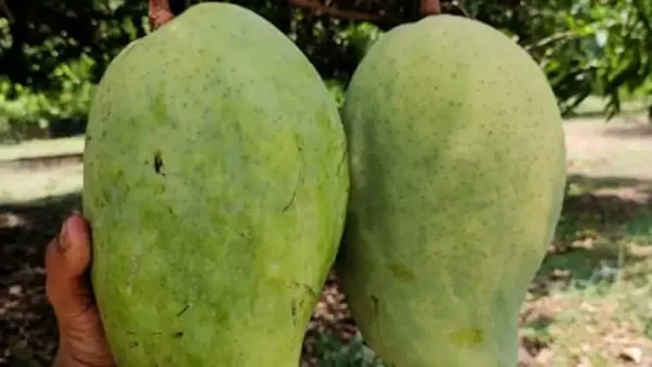 Mango_Grafted_Fruit_Plant