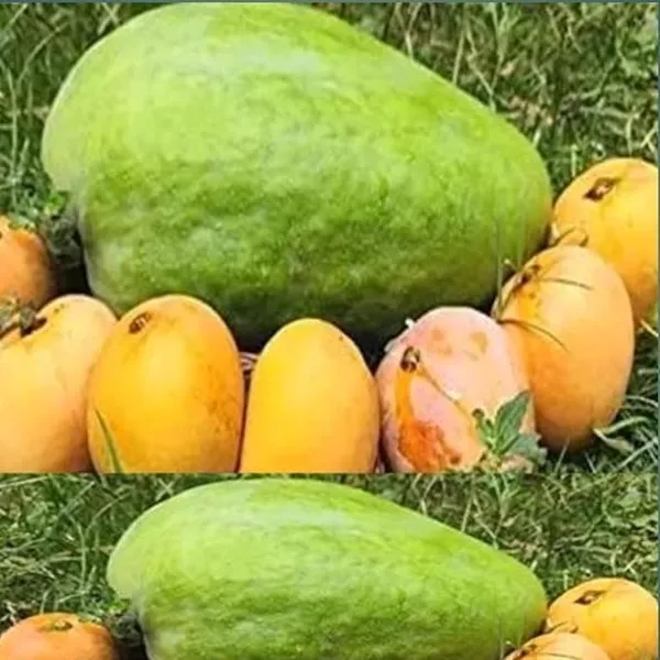 Mango_Grafted_Fruit_Plant