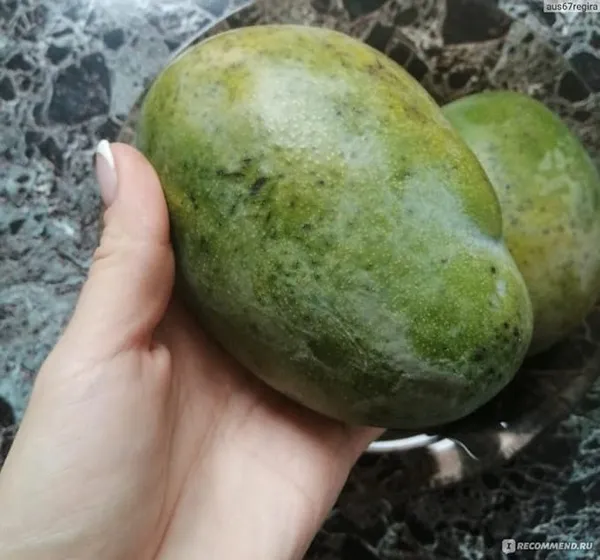 Mango_Grafted_Fruit_Plant