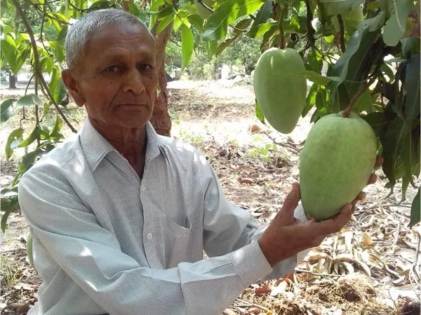 Mango_Grafted_Fruit_Plant