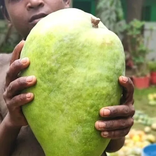 Mango_Grafted_Fruit_Plant