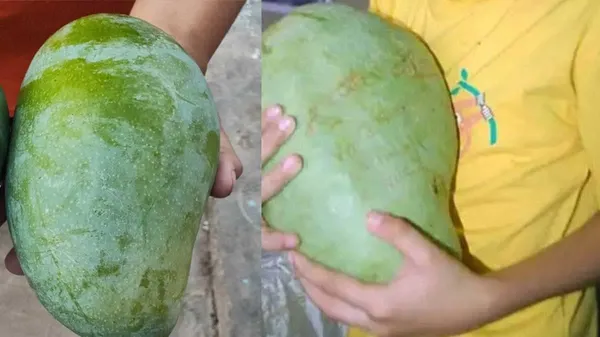 Mango_Grafted_Fruit_Plant