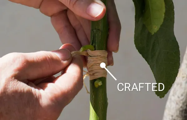 Mango_Grafted_Fruit_Plant