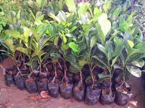 Jackfruit_Grafted_Plant