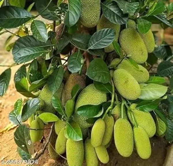 Jackfruit_Grafted_Plant