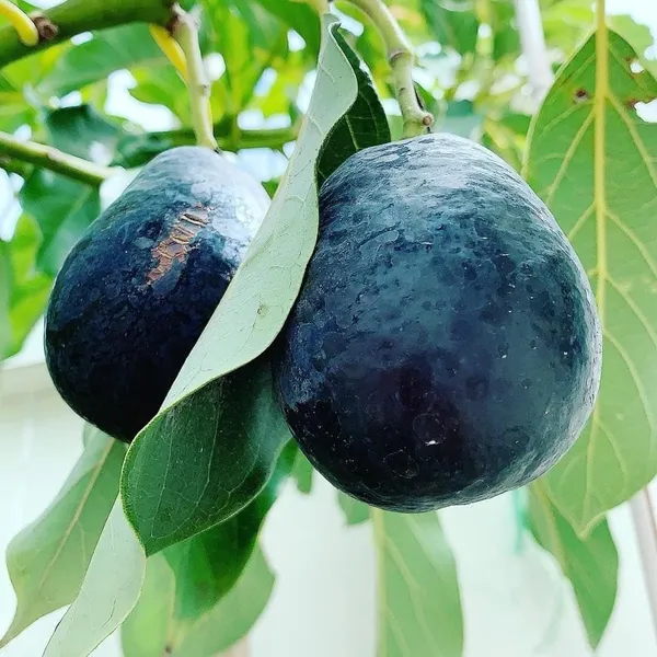 Avocado_Fruit_Plant