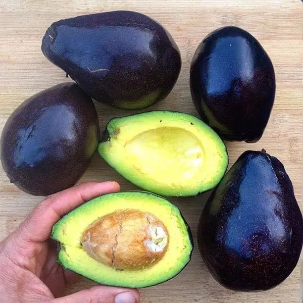 Avocado_Fruit_Plant