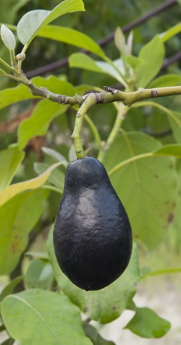 Avocado_Fruit_Plant