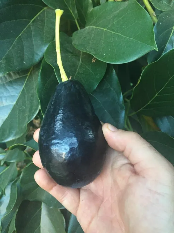 Avocado_Fruit_Plant