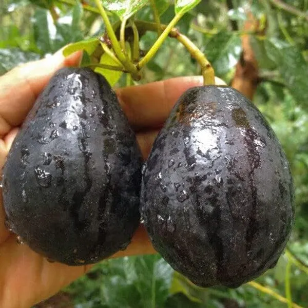 Avocado_Fruit_Plant