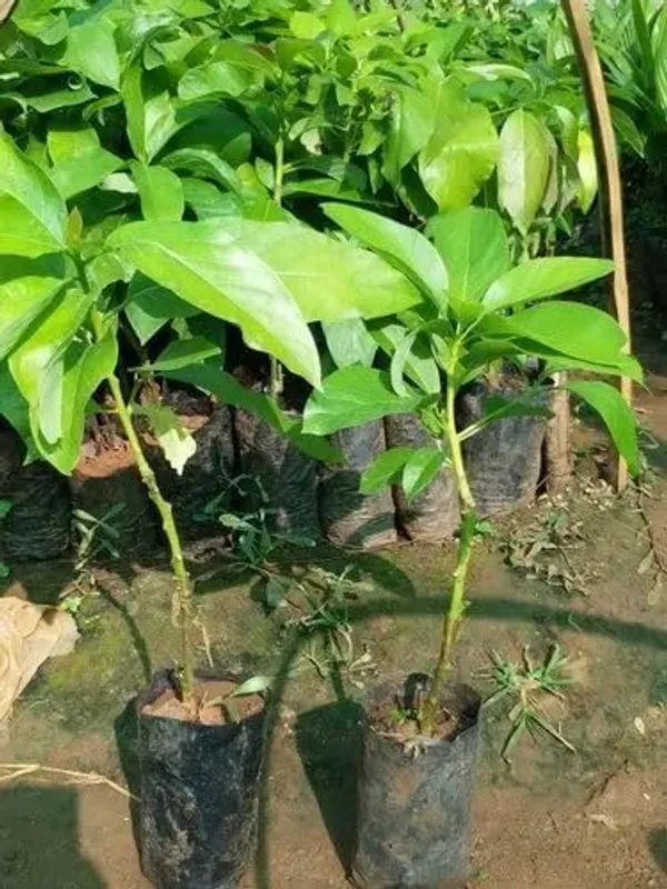 Avocado_Fruit_Plant