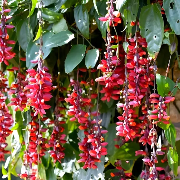 Basor_Lata_Plant