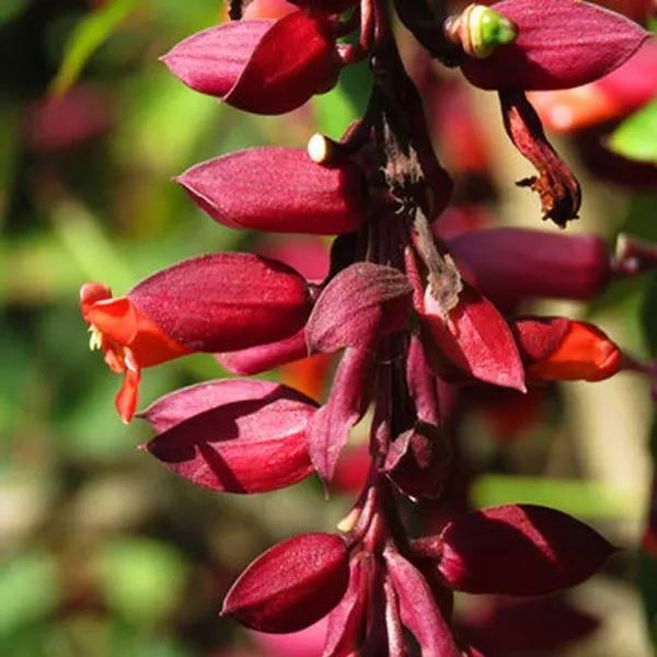 Basor_Lata_Plant