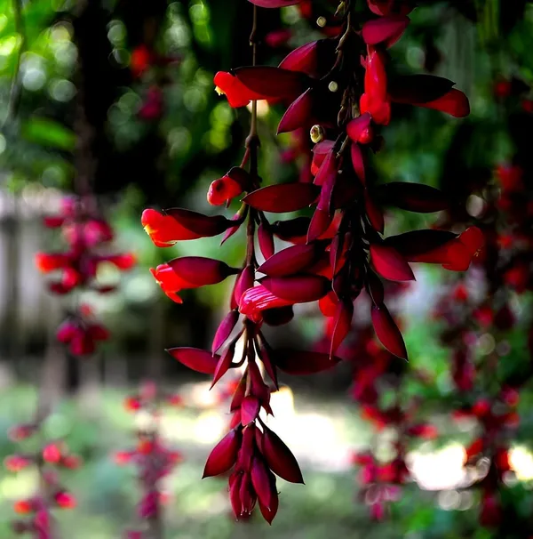 Basor_Lata_Plant