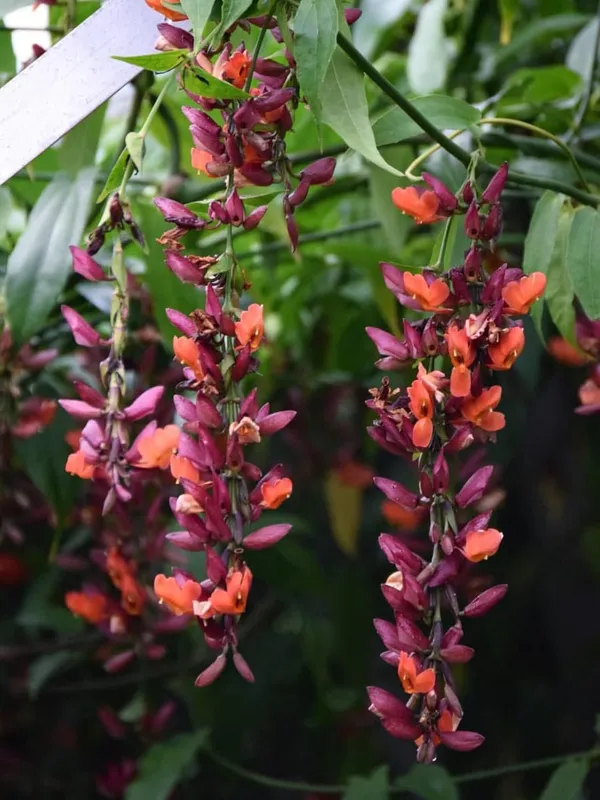 Basor_Lata_Plant