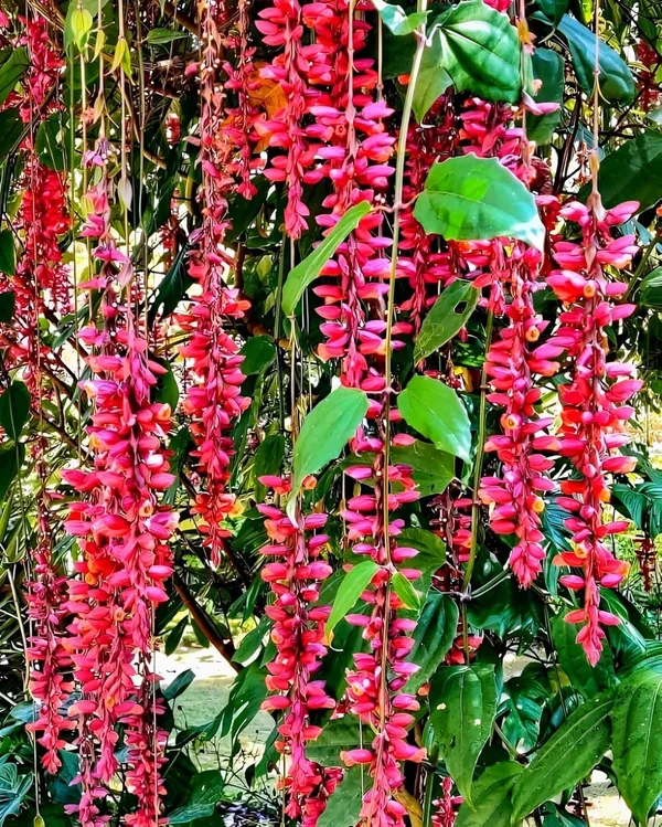 Basor_Lata_Plant
