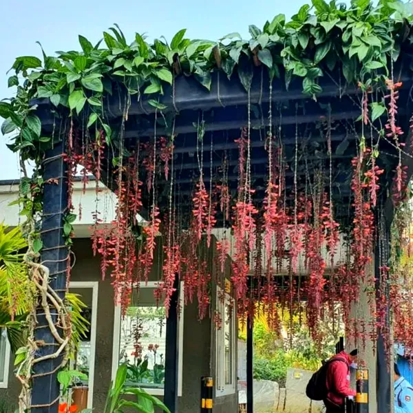 Basor_Lata_Plant