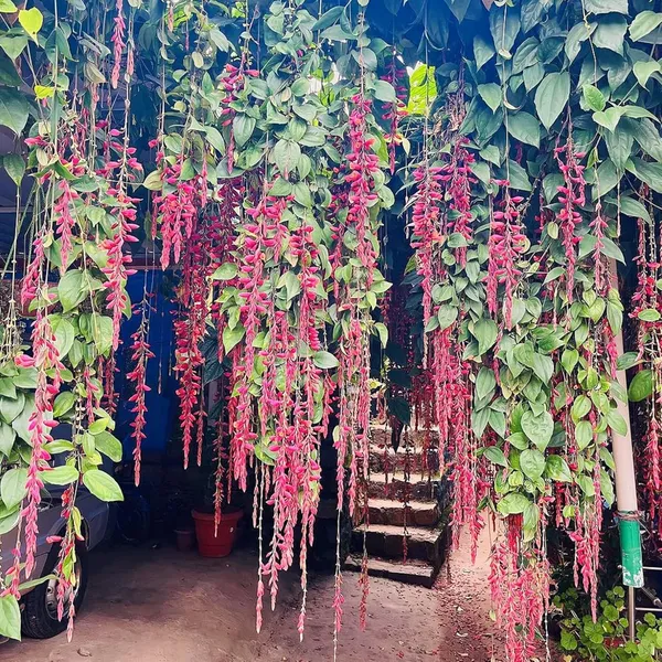 Basor_Lata_Plant