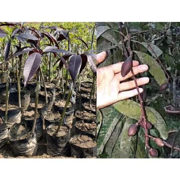 Mango_Grafted_Fruit_Plant