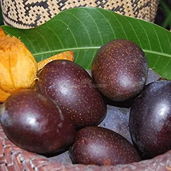 Mango_Grafted_Fruit_Plant