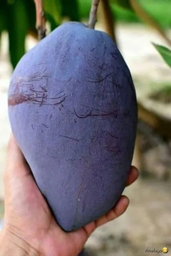 Mango_Grafted_Fruit_Plant
