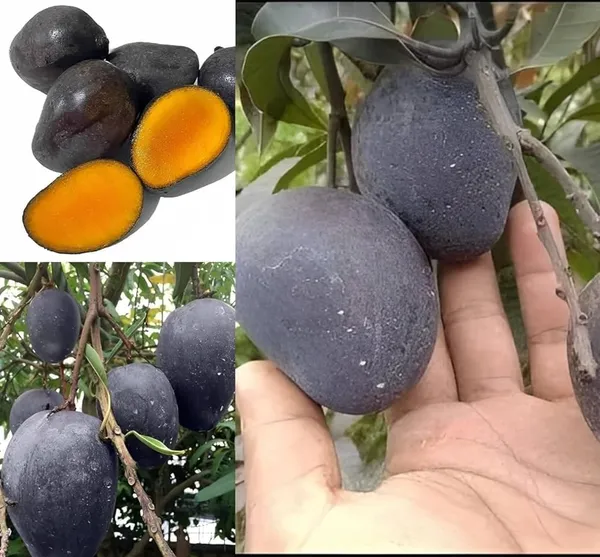 Mango_Grafted_Fruit_Plant