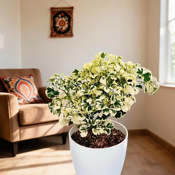 Arelia_Miniature_Indoor_Plant