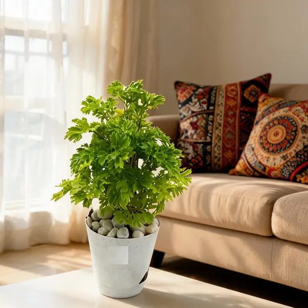 Aralia_Plant_I_Notice_The_Input_Aralia_Is_Quite_Minimal_Let_Me_Provide_The_Cleanest_Catalog_Safe_Name_Aralia_Plant