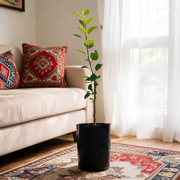 Grafted_Apple_Tree_Plant
